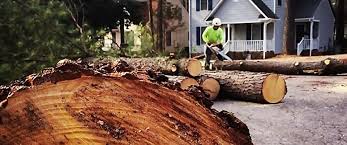  Branchville, SC Tree Care Services Pros