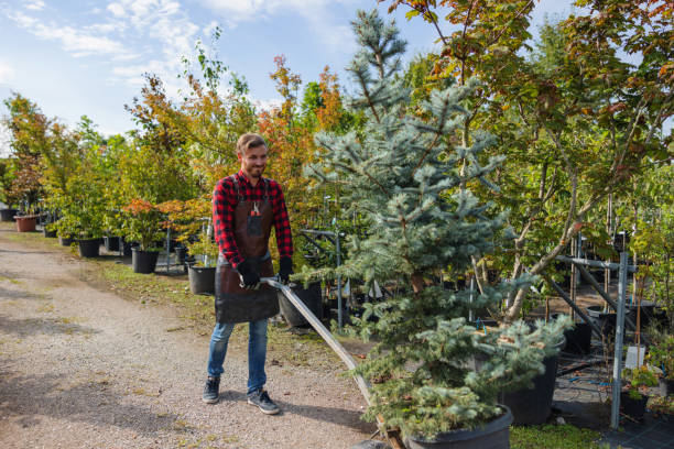 Best Tree Removal  in Branchville, SC