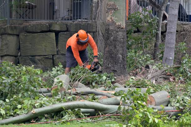 How Our Tree Care Process Works  in  Branchville, SC